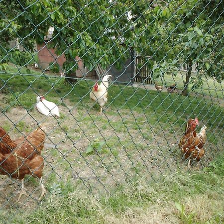 Appartamento Ferienhof Jungkunz Schwarzenbach am Wald Esterno foto